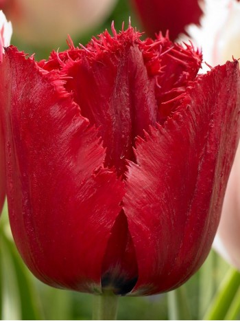 Лале (Tulipa 'Red Wing') T7 Лале (Tulipa 'Red Wing') T7