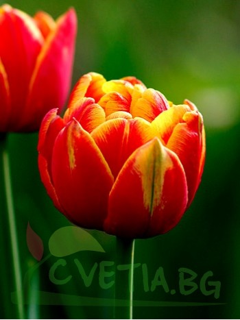 Лале (Tulipa 'Cilesta') T35