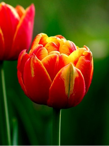  Лале (Tulipa 'Cilesta') T35