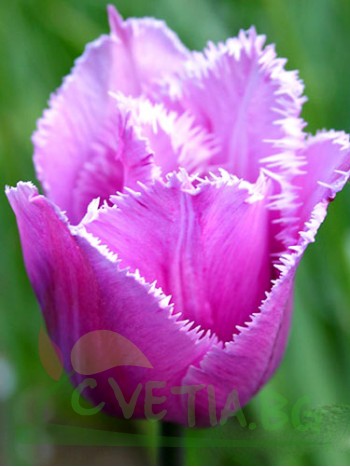  Лале (Tulipa 'Blue Heron' ) T45