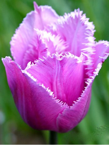 Лале (Tulipa 'Blue Heron' ) T45 Лале (Tulipa 'Blue Heron' ) T45