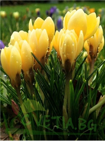Mинзухар (Crocus Yellow) - 1000 броя