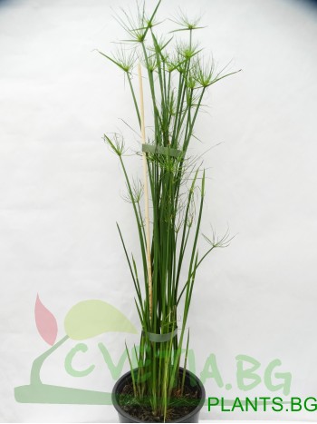 Водна палма (Cyperus diffusus)