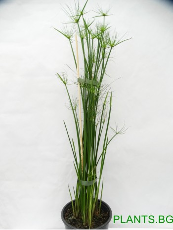 Водна палма (Cyperus diffusus)