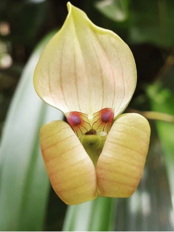 Орхидея Trigonidium egertonianum