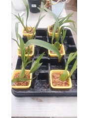 Орхидея Trigonidium egertonianum