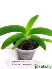 Ангрекум (Angraecum leonis)