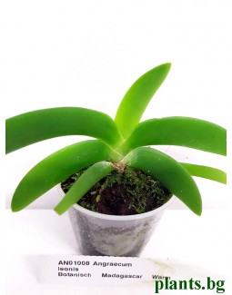 Ангрекум (Angraecum leonis)