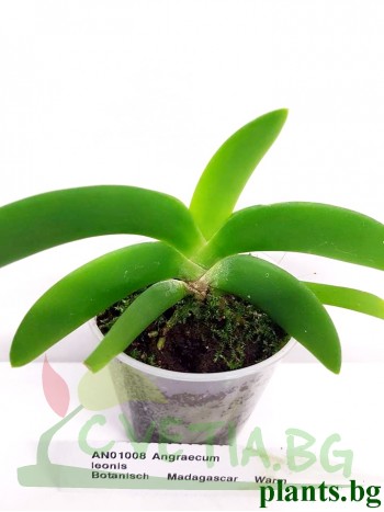 Ангрекум (Angraecum leonis)