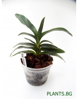 Ангрекум (Angraecum sesquipedale)