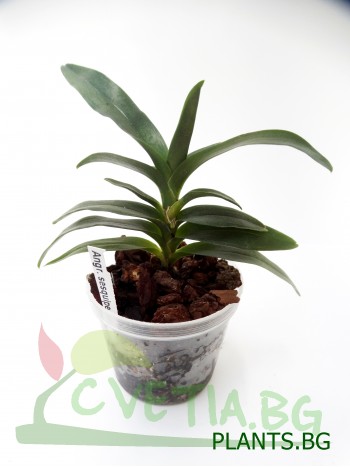Ангрекум (Angraecum sesquipedale)