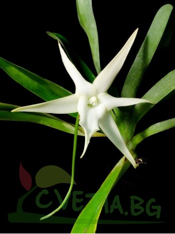 Ангрекум (Angraecum sesquipedale)