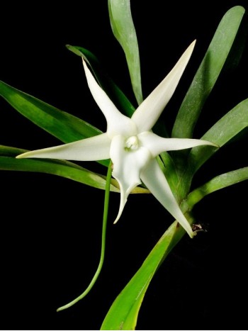 Ангрекум (Angraecum sesquipedale)