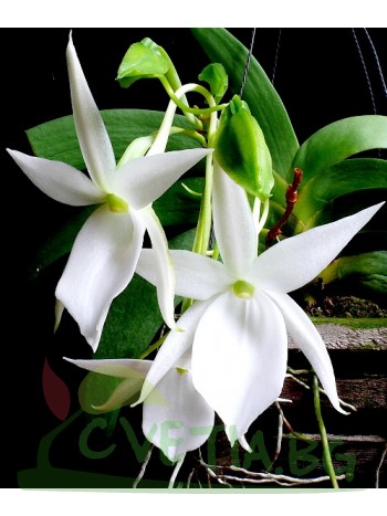 Ангрекум (Angraecum leonis)
