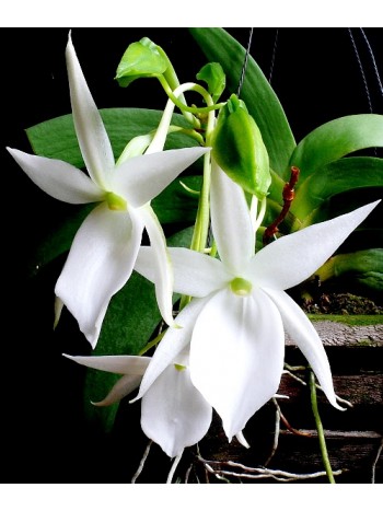 Ангрекум (Angraecum leonis)