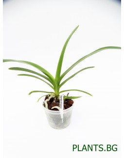 Ванда (Vanda tricolor)