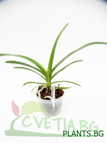 Ванда (Vanda tricolor)