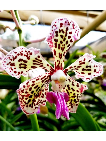 Ванда (Vanda tricolor)