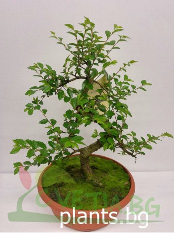 Бонсай "Bonsai"