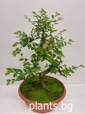 Бонсай "Bonsai" Бонсай "Bonsai"