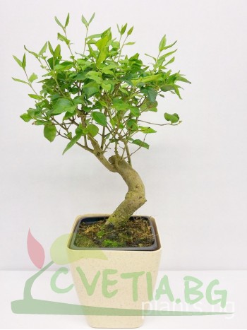 Бонсай "Bonsai Ligustrum quihoui "