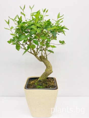 Бонсай "Bonsai Ligustrum quihoui "