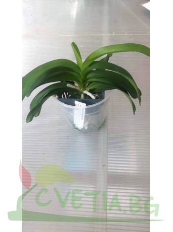 Ванда (Vanda coerulea compakt) Ванда (Vanda coerulea compakt)